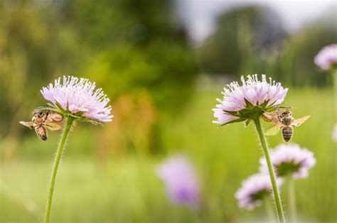 How To Create A Pollinator Friendly Garden Keralam Chronicles