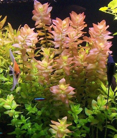 Бакопа каролинская - Bacopa caroliniana