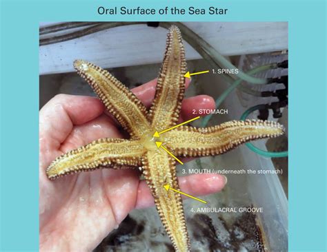 diagram   starfish