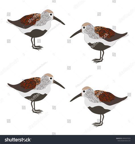 44 Cartoon Snipe Images Stock Photos And Vectors Shutterstock