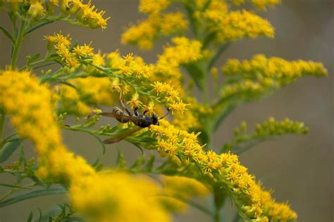 Premium Photo Close Up Of Bee On Yellow Flowers