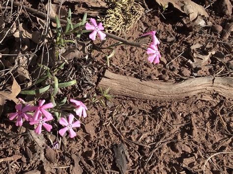 Free Images Plant Leaf Flower Spring Soil Botany Flora