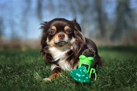 The Consequences Of Neglecting Pet Waste Removal
