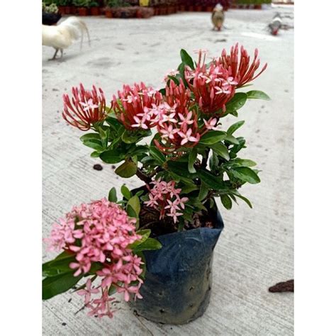 Pokok Bunga Ixora Renek Berbunga In Polybag 仙丹花 Pokok Bunga Hiasan