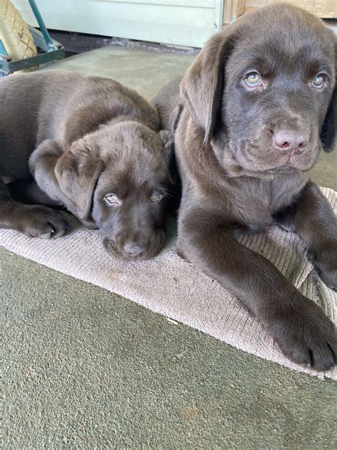 Labrador - Robinvale - PetsForHomes