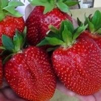 Интернет-магазин саженцев клубники klubnikafrigo.by питомник