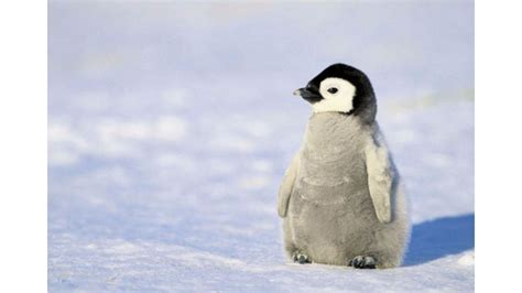 Cute Penguins Desktop Wallpaper