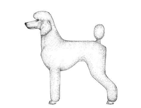 Anatomy Of A Toy Poodle at Darrell Coria blog