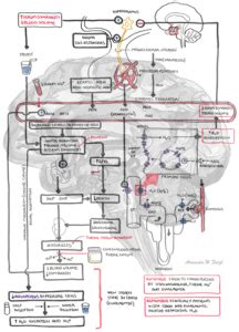 siadh pathophysiology personal  armando hasudungan