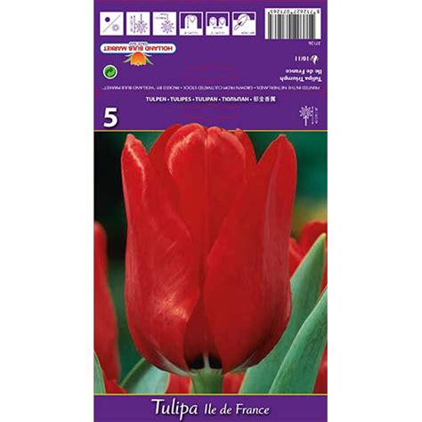 Vásároljon tulipán ile de france (70218) hagymákat a Gradinamaxnál