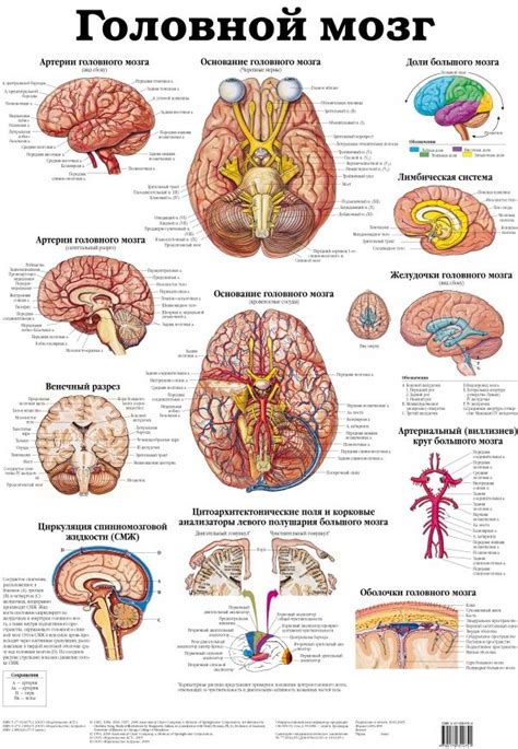 «Головной мозг. Черепные и спинно-мозговые нервы» - описание книги ...