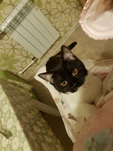 Кошка | Пикабу