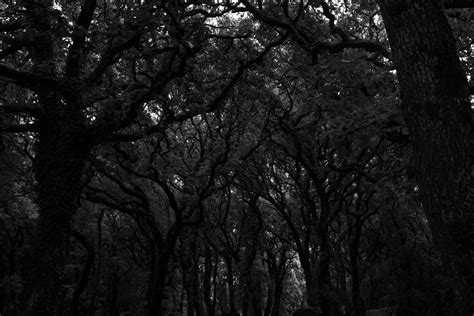 wallpaper forest, trees, dark, bw HD : Widescreen : High Definition : Fullscreen