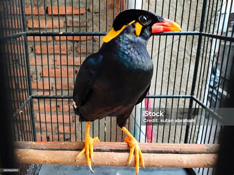 Burung Beo Hitam Pekat Foto Stok Unduh Gambar Sekarang Burung