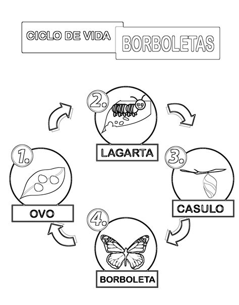 Atividade Metamorfose Da Borboleta - Atividades Metamorfose Da Borboleta - ZULEDU