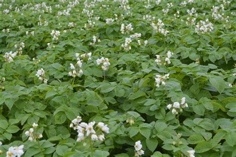 Фото Картошки Белая Роза – Telegraph