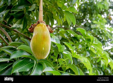 African Baobab Fruit Or Monkey Bread Stock Photo Alamy