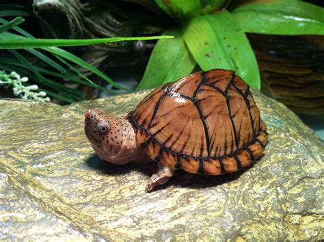 Baby Musk Turtle Today