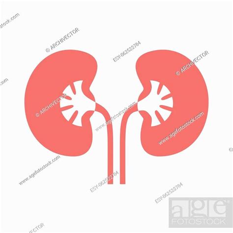 Kidneys Human Organ Icon Sign Human Kidneys Kidneys Symbol Isolated