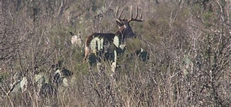 7800 acres, La Salle County, Texas | The Texas Ranch Company