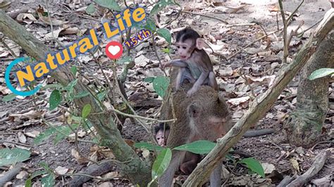 Baby Learnt To Cling Climb And Jump Youtube