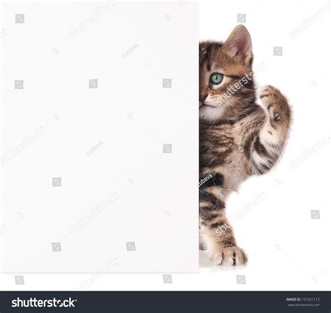 imágenes fotos de stock objetos en D y vectores sobre Show your pussy Shutterstock