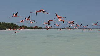 File:Flamingos in flight.jpg - Wikimedia Commons