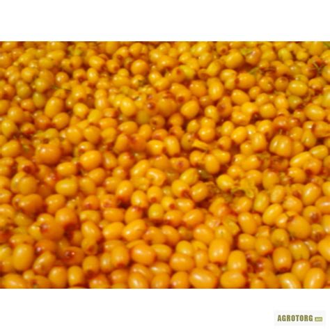 Купить ОБЛЕПИХА замороженная, Республика Карелия, Облепиха — AgroRU.net