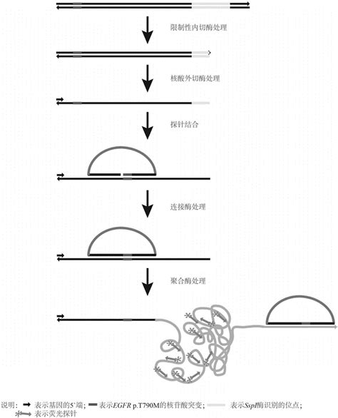 荧光原位检测人egfr基因20号外显子pt790m突变的方法及试剂盒与流程