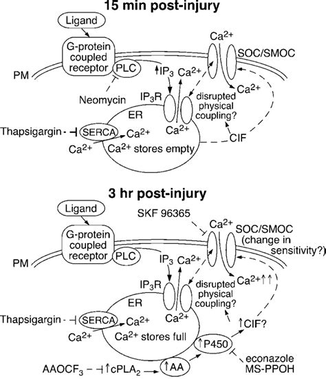 Status Of Intracellular Calcium Stores And Capacitative Calcium Influx