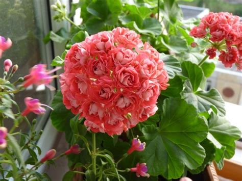 Герань (пеларгония) Розебуда сиренево-красная | Герань (Pelargonium)
