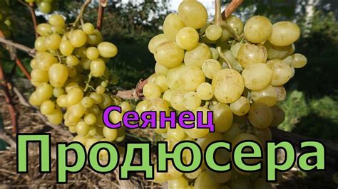 Спартанка Описание Сорта Фото Отзывы – Telegraph