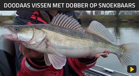 Doodaas Vissen Met Dobber Op Snoekbaars Hier Lees Je Alles Wat Je Moet