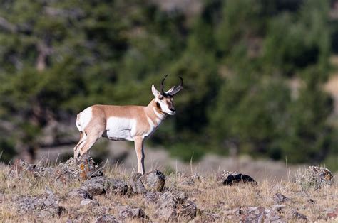 Yellowstone Animals | WP3 Photography