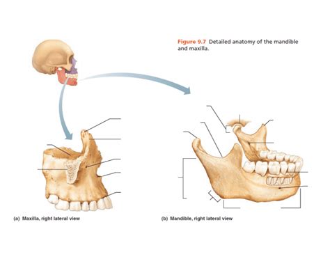 Maxilla And Mandible Diagram Diagram Quizlet