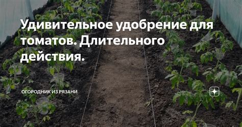 Удивительное удобрение для томатов. Длительного действия. | Огородник ...