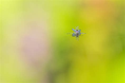 Floating on colour, a male gall midge - Insect Week