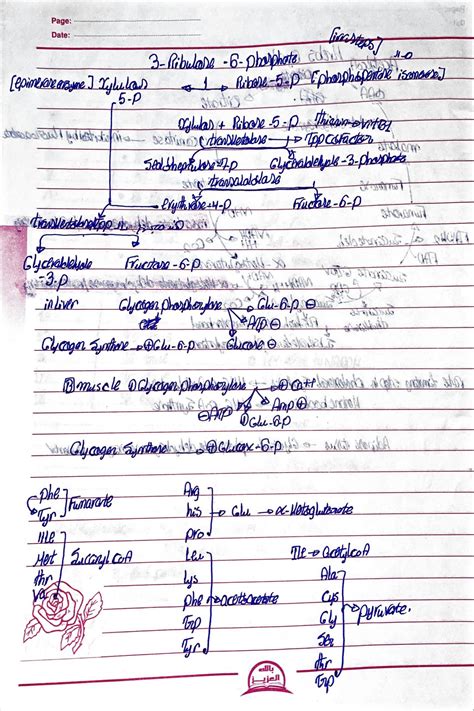 Solution Biochemistry All Cycles Cheat Sheet Completely Detailed