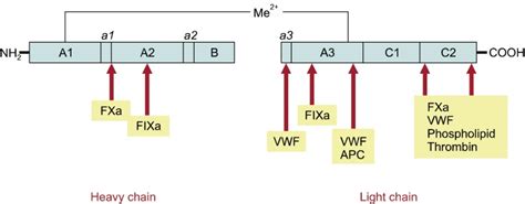 Structure of factor VIII and reported epitopes of factor VIII ...