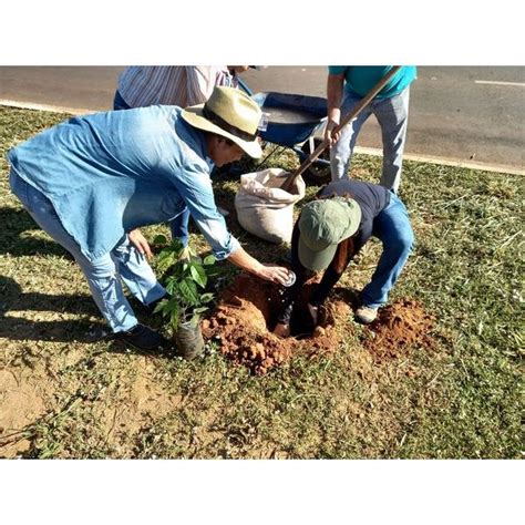 Sema Lan A Folder Dicas De Arboriza O Urbana Not Cia Jornal