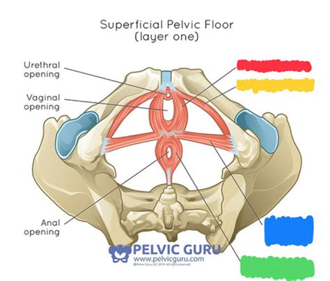 Pelvic Anatomy And Lumbopelvic Considerations Flashcards Quizlet