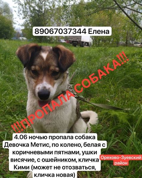 Животные в Орехово-Зуево | Подсмотрено