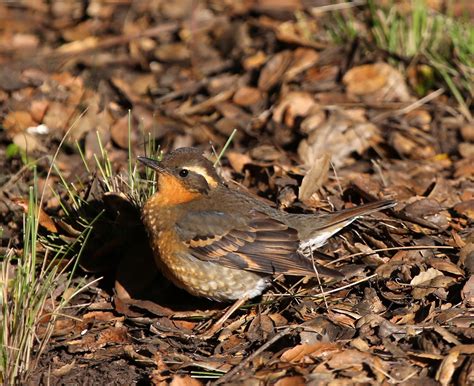 Pictures and information on Varied Thrush