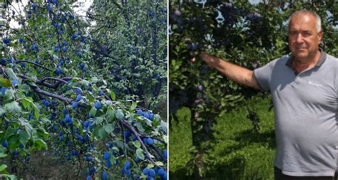 Nude dnevnicu od do maraka ali šljive jednostavno nema ko brati Bug ba Info portal