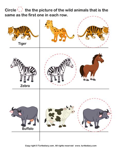 Wild Animals Tiger Worksheet Turtle Diary