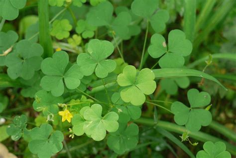 Three Leaved Identify That Plant