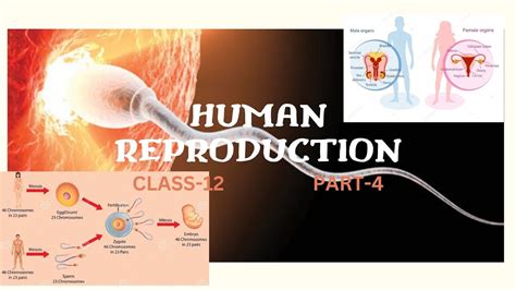 Chapter Human Reproduction Class 12 Part 4 Youtube