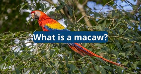 What Is A Macaw Featherland Bird Cage