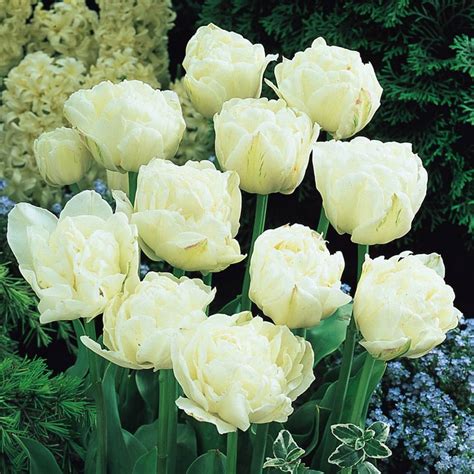 Mount Tacoma Double Late Tulip 8 Bulbs 12 Cm Bulbs Walmart