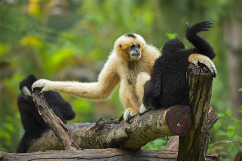 Hoollongapar Gibbon Sanctuary, where you can spot India’s only ape species, Jorhat - Times of ...